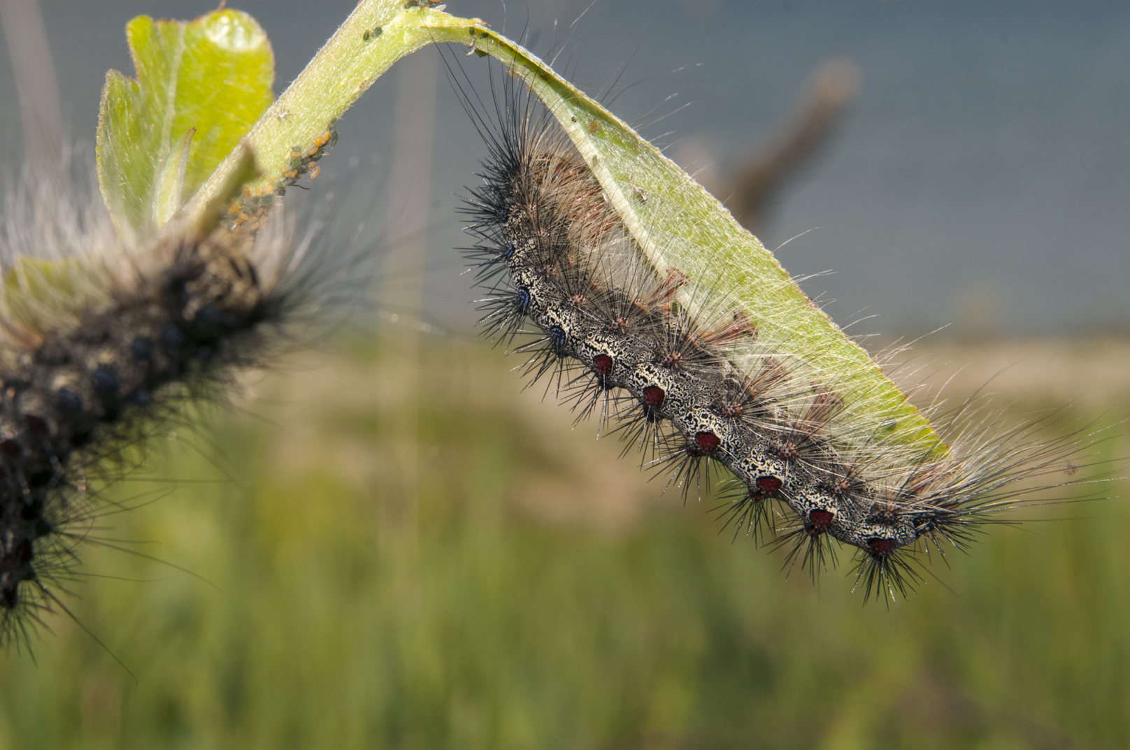 Schwammspinnerraupe [Lymantria dispar] © Foto: Frank Leo/fokus-natur.de